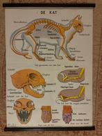 Oude schoolposter 2 zijdig kat en varken dieren, Antiek en Kunst, Ophalen of Verzenden, Aardrijkskunde