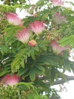 Perzische slaapboom (Albizia julibrissin 'E.H. Wilson'), Tuin en Terras, Planten | Bomen, Ophalen, Zomer, Volle zon, Overige soorten