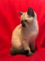 2 maanden oude mannelijke kitten, Dieren en Toebehoren, Katten en Kittens | Raskatten | Korthaar, Poes, Met stamboom, 0 tot 2 jaar