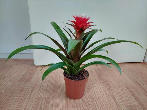 Guzmania - Bromelia / Kokerbromelia H: 36 cm., Huis en Inrichting, Kamerplanten, Overige soorten, Minder dan 100 cm, Bloeiende kamerplant