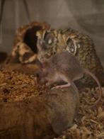 Leuke afrikaanse dwergmuizen, December, Mannelijk, Muis