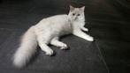 Super mooie fawn mink ragdoll kater eventueel fok., Dieren en Toebehoren, Katten en Kittens | Raskatten | Langhaar, Kater, Gechipt