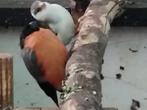 Noorse Goudvink man 2024, Mannelijk, Wildzangvogel