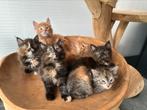 Mooie maine coon kitgens, Dieren en Toebehoren, Katten en Kittens | Raskatten | Langhaar, Meerdere dieren, Ingeënt