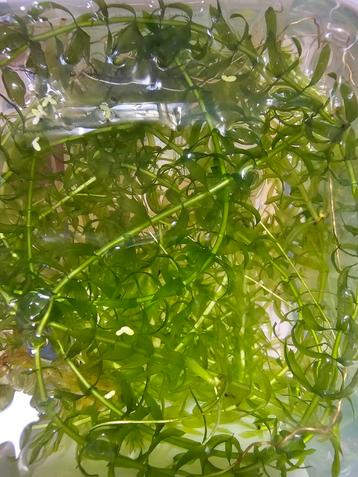 Aquarium plant hoornblad (lange stengels!) beschikbaar voor biedingen