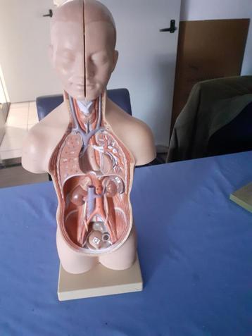 Menselijk lichaam torso model