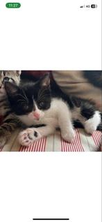 Kittens, Dieren en Toebehoren, Katten en Kittens | Overige Katten, Meerdere dieren