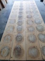 Planken 410x40x2, Ophalen, Nieuw, 250 cm of meer, Planken