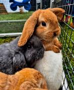 Te koop mooie nederlandse dwerg hangoor konijntjes, Dieren en Toebehoren, Konijnen, Meerdere dieren, Dwerg, Hangoor