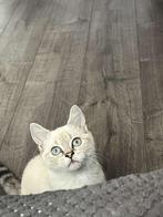 5 maanden Mira is op zoek naar een huisje, Dieren en Toebehoren, Katten en Kittens | Raskatten | Korthaar, Poes, 0 tot 2 jaar