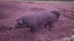Manglitza  duroc dekbeer te huur, Dieren en Toebehoren, Schapen, Geiten en Varkens, Mannelijk, Varken, 0 tot 2 jaar