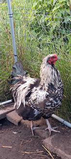 Hanen, Dieren en Toebehoren, Pluimvee, Mannelijk, Kip