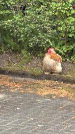 Mooie Haan Gratis af te halen, Dieren en Toebehoren, Pluimvee, Mannelijk, Kip