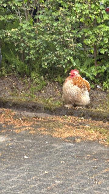 Mooie Haan Gratis af te halen beschikbaar voor biedingen
