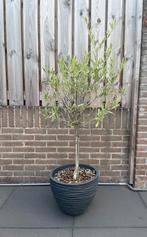 Olijfboom circa 125 cm, Ophalen, Volle zon, Olijfboom, 100 tot 250 cm