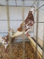 Birmingham rollers, Dieren en Toebehoren, Vogels | Duiven, Meerdere dieren, Overige soorten