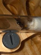 crematogaster scutellaris mieren kolonie
