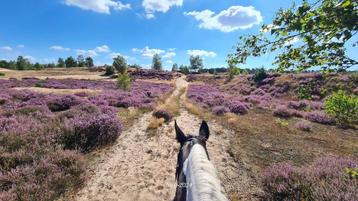 Privé buitenrit in Otterlo o.l.v. Gids te paard op de Veluwe beschikbaar voor biedingen