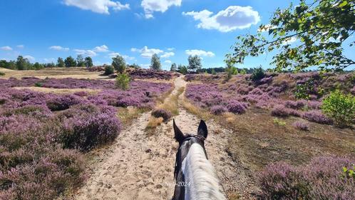Privé buitenrit in Otterlo o.l.v. Gids te paard op de Veluwe, Hobby en Vrije tijd, Overige Hobby en Vrije tijd, Nieuw, Ophalen of Verzenden