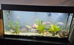Aquarium met vissen te koop, Ophalen, Gebruikt, Gevuld zoetwateraquarium