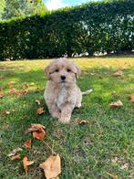 Maltipoo (Maltezer x Poedel) pups, Dieren en Toebehoren, Poedel, Nederland, CDV (hondenziekte), 8 tot 15 weken