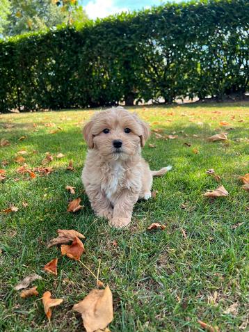 Maltipoo (Maltezer x Poedel) pups beschikbaar voor biedingen