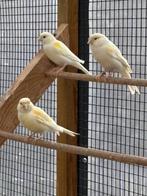 Diverse vogels, Dieren en Toebehoren, Vogels | Overige Vogels, Meerdere dieren, Tropenvogel