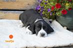 Leuke beagle x cocker spaniel (bocker) pups., Dieren en Toebehoren, Honden | Chihuahua's en Gezelschapshonden, Nederland, Overige rassen