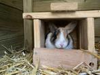 jonge konijntjes voor buiten, Dieren en Toebehoren, Meerdere dieren, Middelgroot