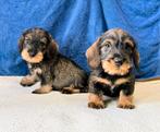 teckel pups, Dieren en Toebehoren, CDV (hondenziekte), 8 tot 15 weken, Dwerg, Meerdere