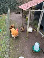 Complete kippen hobby, 3 hennen 1 haan, zijdehoen, orpington, Meerdere dieren, Kip