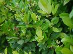 150 Groenblijvende Liguster Ligustrum ovalifolium 90–110 cm, Tuin en Terras, Planten | Struiken en Hagen, Ophalen of Verzenden