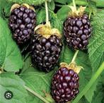 Rubus loganberry de echte, Tuin en Terras, Ophalen, Zomer