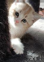. Ragdoll X Britse Langhaar., Dieren en Toebehoren, Katten en Kittens | Raskatten | Langhaar, Kater, Ingeënt