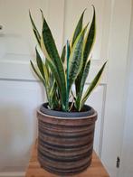 Sanseveria superba in retro bloempot, Ophalen, Overige soorten, Minder dan 100 cm