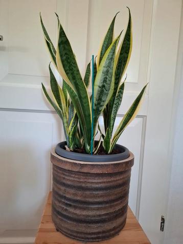Sanseveria superba in retro bloempot  beschikbaar voor biedingen