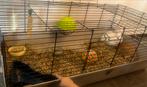 Dwergkonijntjes met hok & alles erbij – direct ophalen!, Dieren en Toebehoren, Konijnen, Meerdere dieren, Dwerg, 0 tot 2 jaar