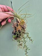 Orchidee Mediocalcar decoratum plus Tillandsia op schors.