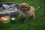Designer pups of boomer/ kruising, Dieren en Toebehoren, Honden | Niet-rashonden, Rabiës (hondsdolheid), Meerdere, 8 tot 15 weken