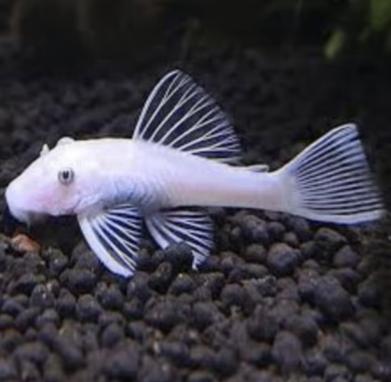 Ancistrus Snowwhite -  Algen eter - Koidreams Viskwekerij, Dieren en Toebehoren, Vis, Zoetwatervis