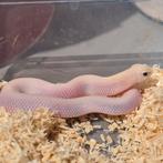 Western hognose  lucy, Dieren en Toebehoren, Slang, Tam, 0 tot 2 jaar
