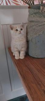 Brits korthaar kitten/Met of zonder Stamboom, Dieren en Toebehoren, Katten en Kittens | Overige Katten, Poes