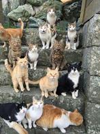 KAT GEZOCHT, Dieren en Toebehoren, Poes, Gechipt, 3 tot 5 jaar