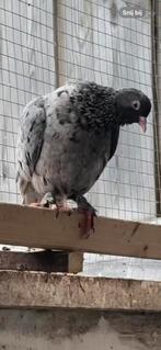 Vermist sierduif, Mannelijk
