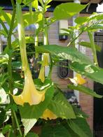 Brugmansia Plant, Vaste plant, Halfschaduw, Zomer, Ophalen
