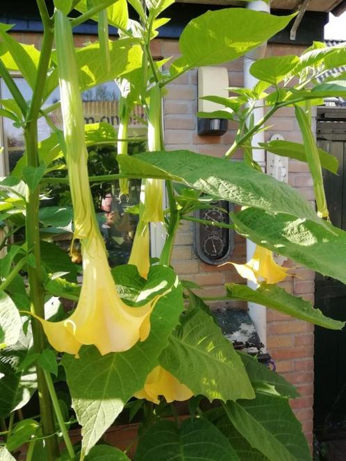 Brugmansia Plant, Tuin en Terras, Planten | Tuinplanten, Vaste plant, Overige soorten, Halfschaduw, Zomer, Ophalen