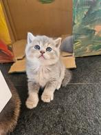 Brits korthaar kittens met zeer mooie kleurtjes, Dieren en Toebehoren, Katten en Kittens | Raskatten | Korthaar, Meerdere dieren