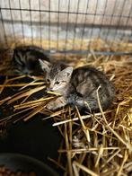 Boerderij kittens, Kater