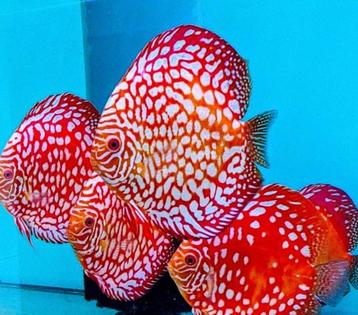 Discus Redmap ca 12 cm - siner - Koidream Valburg beschikbaar voor biedingen