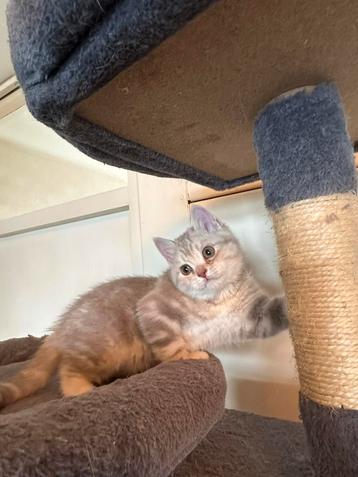 Brits korthaar kittens  beschikbaar voor biedingen
